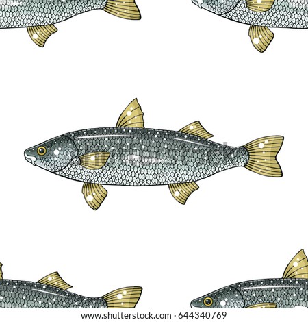 Mullet Fish Stock Images, Royalty-Free Images &amp; Vectors | Shutterstock
