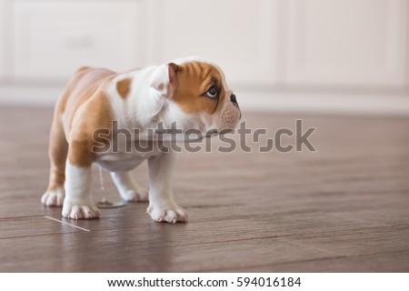 stock-photo-cute-nice-spoony-little-puppy-of-english-bull-dog-walking-scary-in-empty-flat-on-dalle-tile-close-594016184.jpg