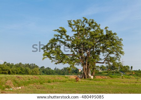 Old big tree under blue sky at Lap Thach, Vinh Phuc, Hanoi