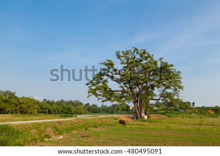 Old big tree under blue sky at Lap Thach, Vinh Phuc, Hanoi