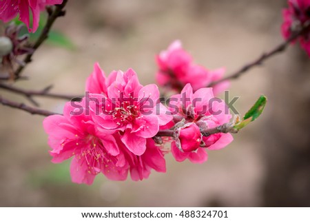 Peach flowers in garden in Hanoi, Vietnam. Peach flower, the symbol of Vietnamese lunar new year