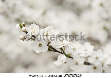 Apricot tree flower, seasonal floral nature background, shallow depth of field