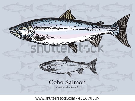 Coho Salmon Stock Images, Royalty-Free Images & Vectors | Shutterstock