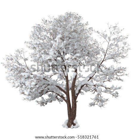 Snowy winter tree. Forked trunk. Long branches covered with sparkling snow. Isolated on white background. 3D rendering.