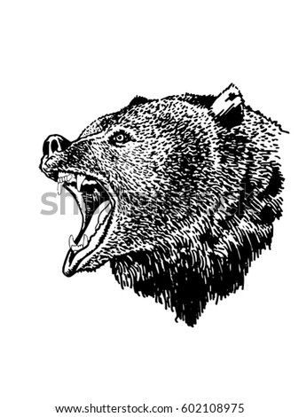 Grizzly Bear Mouth Open Stock Images, Royalty-Free Images & Vectors ...