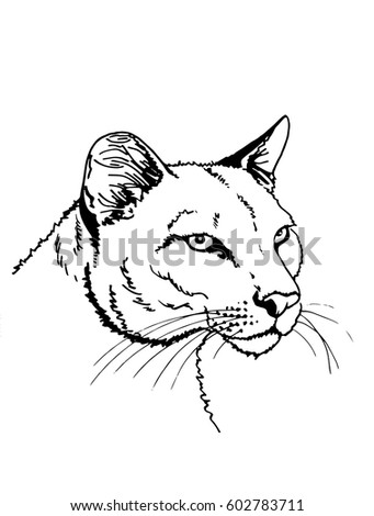Graphical sketch portrait of puma on white, tattoo, logo