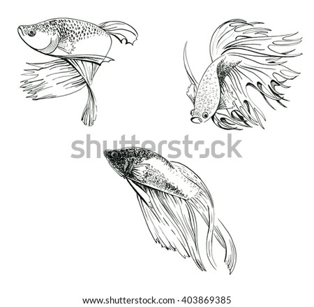 Freehand Sketch Illustration Betta Splendens Siamese Stock Vector ...