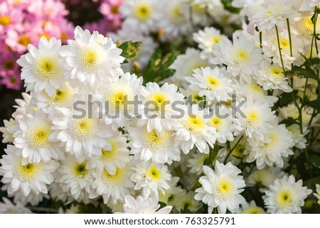 Chrysanthemum Stock Images, Royalty-Free Images & Vectors | Shutterstock