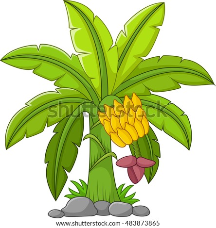 Banana tree on a white background