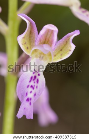  HOA GIEO TỨ TUYỆT - Page 51 Stock-photo-wild-orchid-orchis-patens-bloom-detail-in-its-specific-habitat-italy-europe-409387315