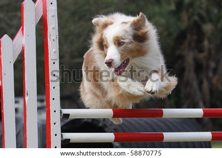 australian shepherd jumping fence tri color border collie dog jumps stock photo 34720237 shutterstock australian shepherd jumping fence tri color border collie dog jumps stock photo 34720237 shutterstock