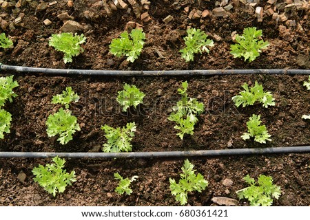 Organic frillice iceberg lettuce plant with drip irrigation system.