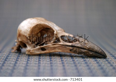 Bird Skull Stock Photos, Images, & Pictures | Shutterstock