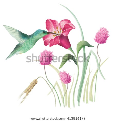 Hummingbird And Red Hibiscus Flower Stock Images, Royalty-Free Images