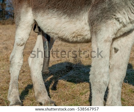 Anmals mating and dick sizes 1 1 vagina lyrics