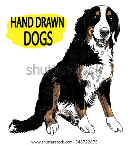 Bernese Mountain Dog Drawing By Hand Stock Vector 543722860 - Shutterstock