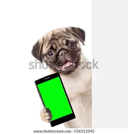 Message board for thyroid in dogs