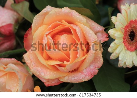 Different Shades Of Orange orange shade rose stock images, royalty-free images & vectors Different Shades Of Orange orange shade rose stock images, royalty-free images & vectors