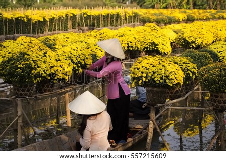 Sa Dec, Dong Thap Province, Vietnam - Febuary 07, 2015: Womans in Vietnamese conical hat are using sampan to harvest daisy pots in Sa Dec Flower village. Preparing for sell at the days before Tet