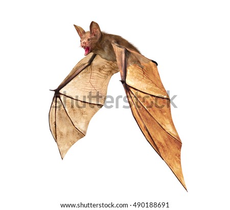 Vampire Bat Stock Images, Royalty-Free Images & Vectors | Shutterstock