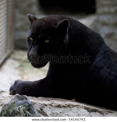 Forex black panther free