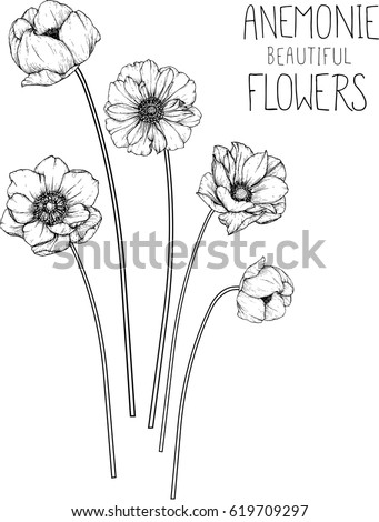 vector s logo line Drawing Stock Flower Anemone Illustration Flowers Clipart