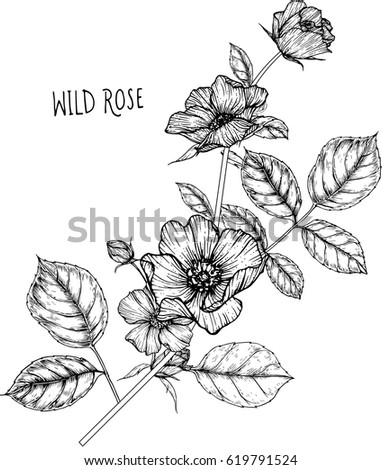 Drawing Flower Wild Rose Clip Art Stock Vector 619791524 - Shutterstock