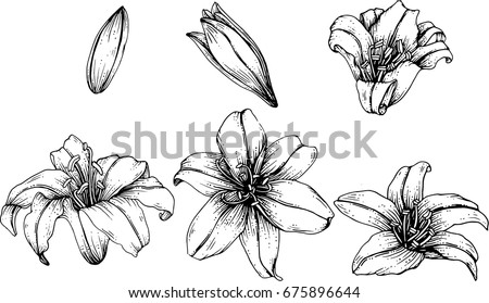 Lily Flowers Drawing Illustration Vector Clipart Stock Vector 675896644