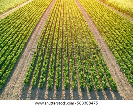 Rows of green soybean