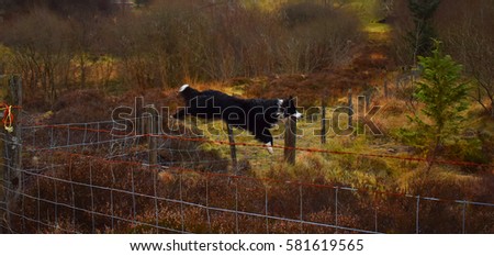 australian shepherd jumping fence dog fence jumping stock images royalty free images u0026 vectors australian shepherd jumping fence dog fence jumping stock images royalty free images u0026 vectors