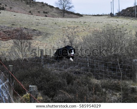 australian shepherd jumping fence dog fence jumping stock images royalty free images u0026 vectors australian shepherd jumping fence dog fence jumping stock images royalty free images u0026 vectors