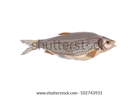 Fish. Vector illustration