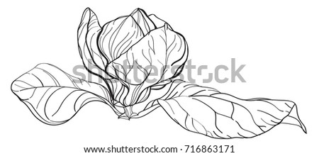 Black White Line Illustration Magnolia Flowers Stock Vector 577336570