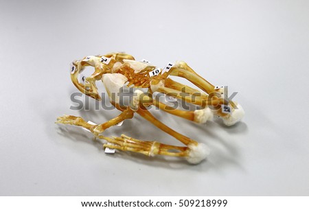 Frog Dissection Stock Images Royalty Free Images