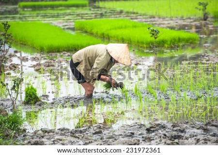 Vietnamese farmer works at rice field at foggy morning. Ninh Binh, Vietnam travel landscapes and destinations. Organic agriculture at southeast asia
