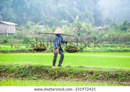 Vietnamese farmer works at rice field at foggy morning. Ninh Binh, Vietnam travel landscapes and destinations. Organic agriculture at southeast asia