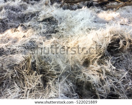 Burned wood ashes background.Cinders of wood pile and tree.Look like snow.Ashes and cinders from wood and waste burning.Air pollution.Environmental pollution concept.