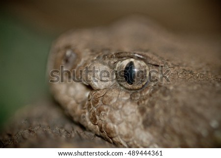 Close Rattlesnake Face Stock Photo 489444262 - Shutterstock