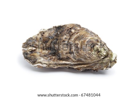 Oyster Shell Stock Photos, Images, & Pictures | Shutterstock