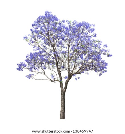 Beautiful Blooming Jacaranda Tree Isolated On Stock Photo (Royalty Free