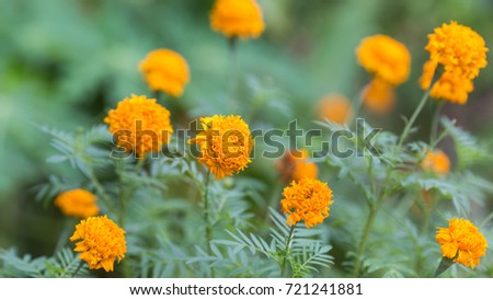 Yellow Orange Marigold Flowers Garden Stock Photo 320870396 - Shutterstock