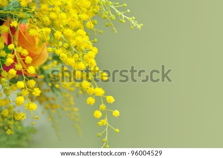 Yellow mimosa, the symbol of International Women's Day.
