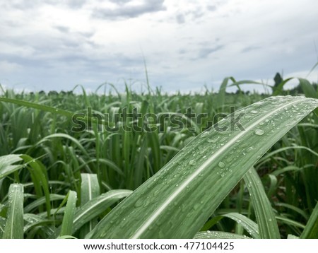 select focus on the rain drop onto the green sugarcane leaves in the sugarcane field