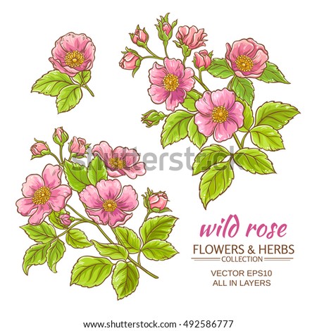 Dog Rose Flowers Vector Set On เวกเตอร์สต็อก 492586777 - Shutterstock