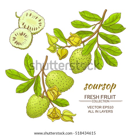 guanabana fruit for sale healthy fresh fruit desserts guanabana fruit for sale healthy fresh fruit desserts
