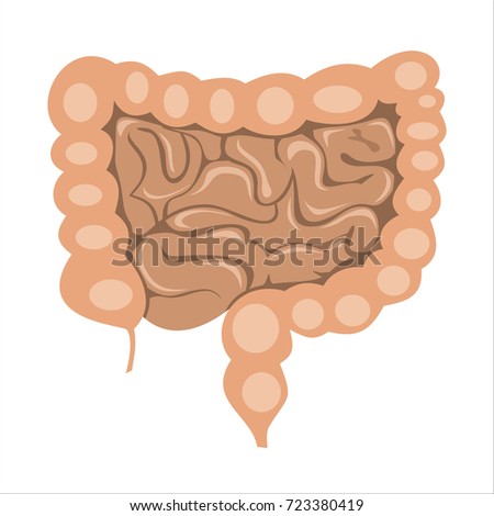 Illustration Large Intestine Small Intestine Stock Vector 647279263 ...