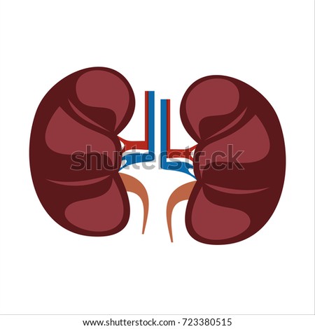 Vector Kidney Stock Vector 29495533 - Shutterstock