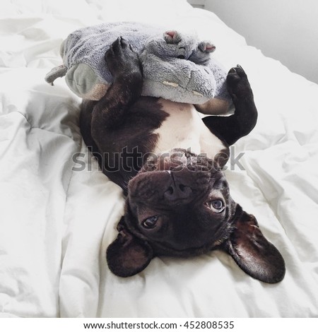 teddy bear frenchie