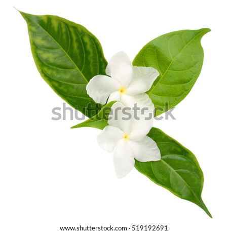 Sampaguita Stock Images, Royalty-Free Images & Vectors | Shutterstock