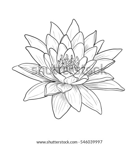 Water Lily Designs 7